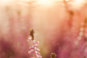 Natural abstract soft pink floral summer background with blurred flowers plant.  Selective soft defocused photo