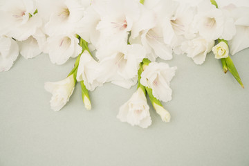 white gladiolus floral flat lay background