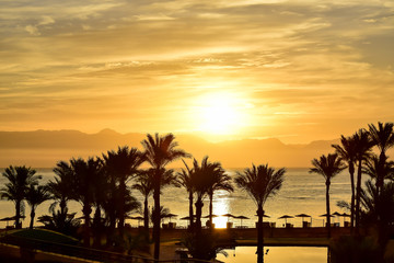 Fototapeta na wymiar Sunset and palm trees in Egypt. 