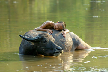 Fototapeta premium A boy in a rural area of Thailand Sleeping with a buffalo While bathing for his buffalo