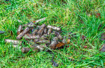 Exhaust very rusty leaking alkaline batteries improperly thrown away to green grass in city park, not recycled, are poisoning the environment, thrown in nature batteries. Protect nature, Umea, Sweden