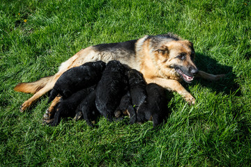beautiful adult german shepherd female feeds small puppies