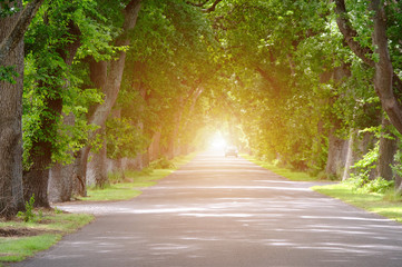 forest, nature, road, landscape, tree, travel, green, light, natural, wood, path, summer, grass, background, sunlight, mountain, country, autumn, fog, spring, blue, asphalt, rural, season, sun, outdoo