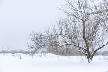 Fototapeta na wymiar Winter landscape. Trees without foliage in a field covered with snow