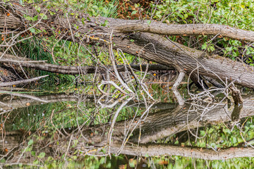 Toter Baum im Wasser