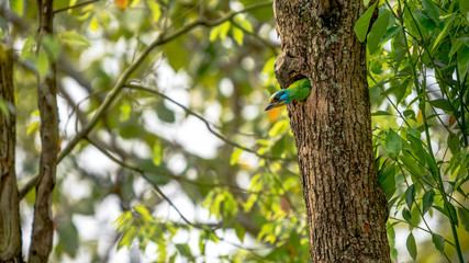 A bird Taiwan Barbet inside the hole nest on the tree at Taipei. Taiwan.