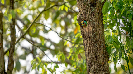 A bird Taiwan Barbet inside the hole nest on the tree at Taipei. Taiwan.