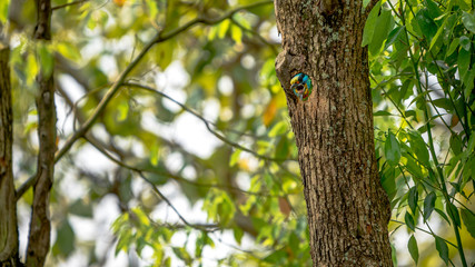 A bird Taiwan Barbet inside the hole nest on the tree at Taipei. Taiwan.
