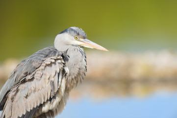 Great blue heron