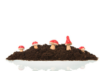 Mushrooms red and white in forest