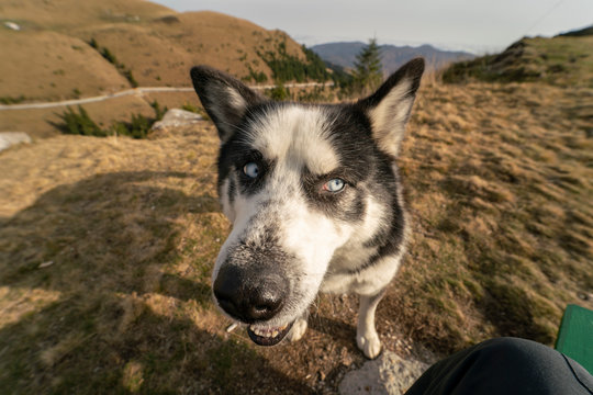 Funny picture taken with a wide angle lens of a husky dog ​​with blue eyes looking sideways, image with Internet meme aesthetics