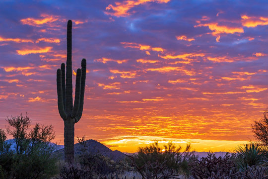 Lone Cactus With Brilliant Desert Sunrise Background In Arizona