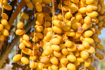 Yellow raw dates hanging on the date palm