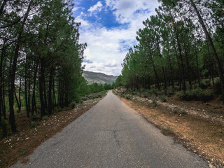 Fototapeta na wymiar POV driving on a curve road through a pine wood in Spain,on Nerpio's road