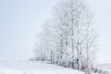 Row of aspen trees in a quiet snow-covered field. Holiday background.
