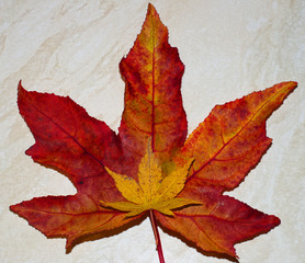 Naklejka na ściany i meble red and yellow maple leaves