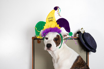 Dog in a Suitcase with a Mardi Gras Party Hat