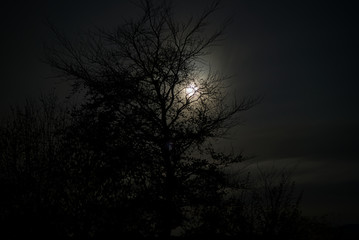 Mystischer Baum nachts bei Vollmond 