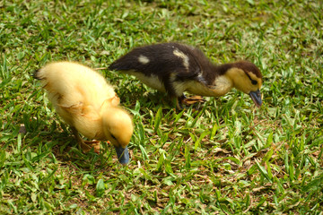 Obraz premium cute ducklings in the grass, black lake, Gramado, Brazil