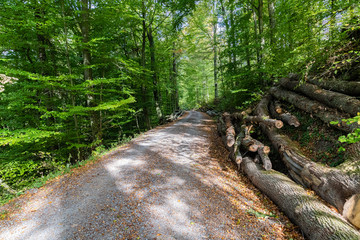 Walsweg im Stromberg