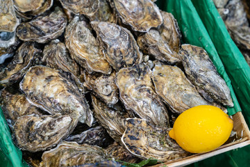 Large fresh oysters