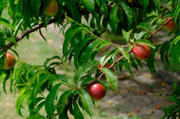 Organic apples hanging from a tree branch in an apple orchard