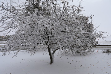 tree in snow