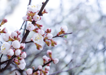 Apricot blooming in the garden. Beautiful spring seasonal background good for greeting card, wedding invitation, web.