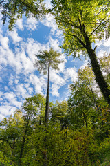 Fototapeta premium Wald im Stromberg