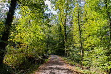 Wald im Stromberg