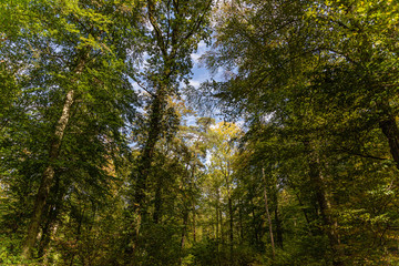 Fototapeta na wymiar Wald im Stromberg
