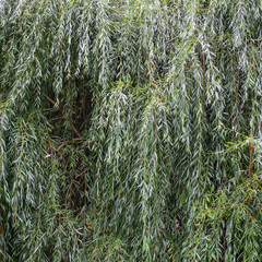 Branches of a weeping or babylon willows, abstract green background. Pattern of green leaves,...