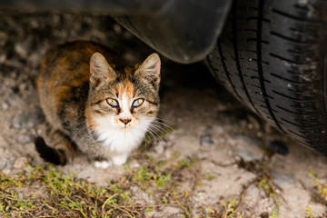 Homeless cat without breed in shelter for a walk on the street