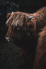 Scottish Highland Cow in field looking at the camera, Ireland, England, suffolk. Hairy Scottish Yak. Brown hair, blurry background