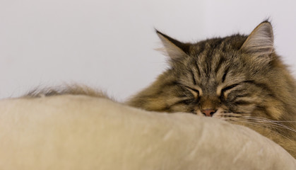 Long haired cat of siberian breed in relax indoor
