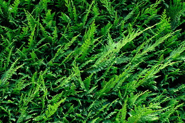 Green grass wall texture for backdrop design and eco wall and die-cut for artwork.