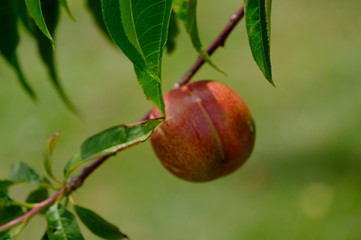 Organic apples hanging from a tree branch in an apple orchard