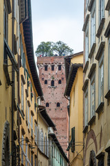 Guinigi tower in Lucca