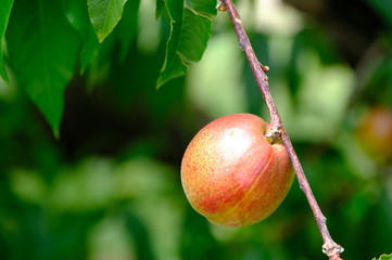 red apple on tree
