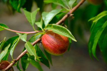 peaches on a branch