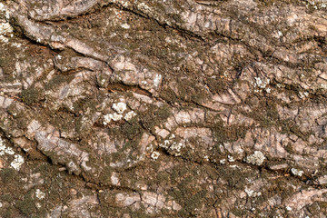 Closeup Tree Bark Texture For Background or Overlay