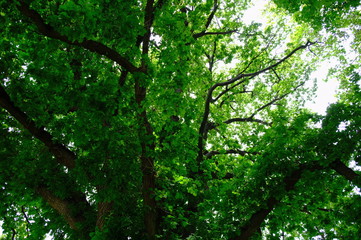 Savannah, Georgia, USA oak tree lined road at historic Wormsloe Plantation.