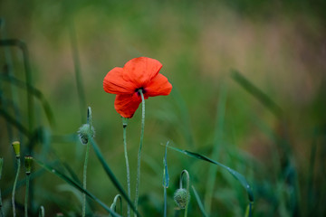 Closeup of a red decorative poppy flower. Poppies are blooming in the garden.