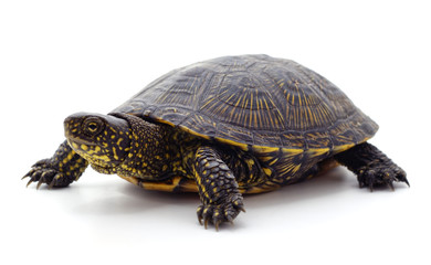 Wild black turtle.