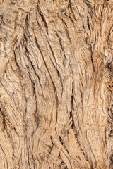 Closeup Tree Bark Texture For Background or Overlay