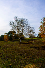 Dutch autumn landscape with beautiful colored trees