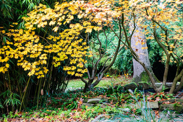 Dutch autumn landscape with beautiful colored trees