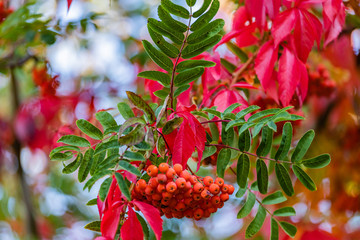 Wilder Wein und Eberesche