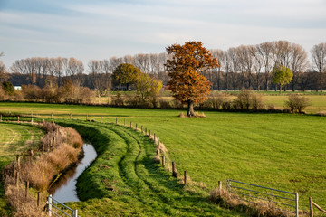Dutch autumn landscape with beautiful colored trees