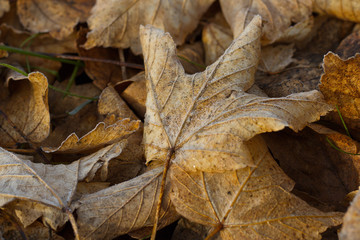 Ahornblatt auf dem Boden im Herbst mit Reifeis überzogen.